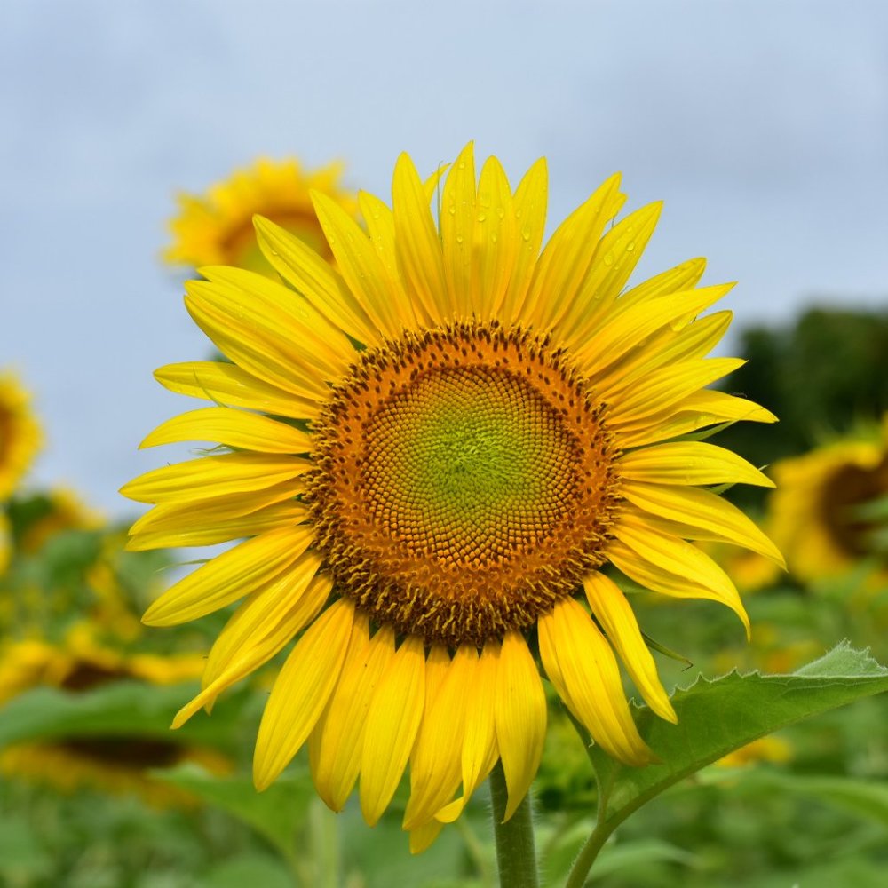 Meet your Posher, Sunflower
